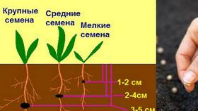 Как правильно использовать семена для посадки в Милавица